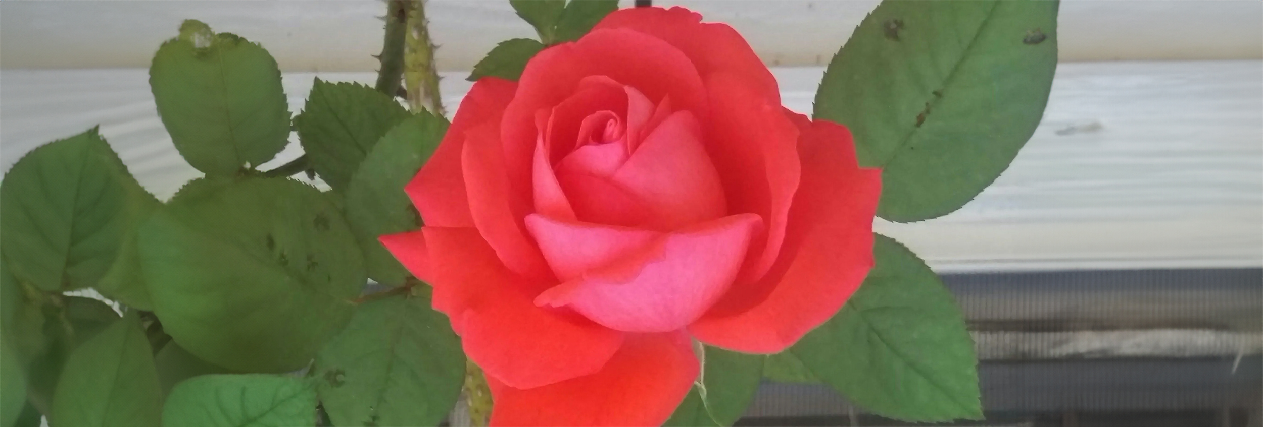 november rose, health and wellness, mindfullness